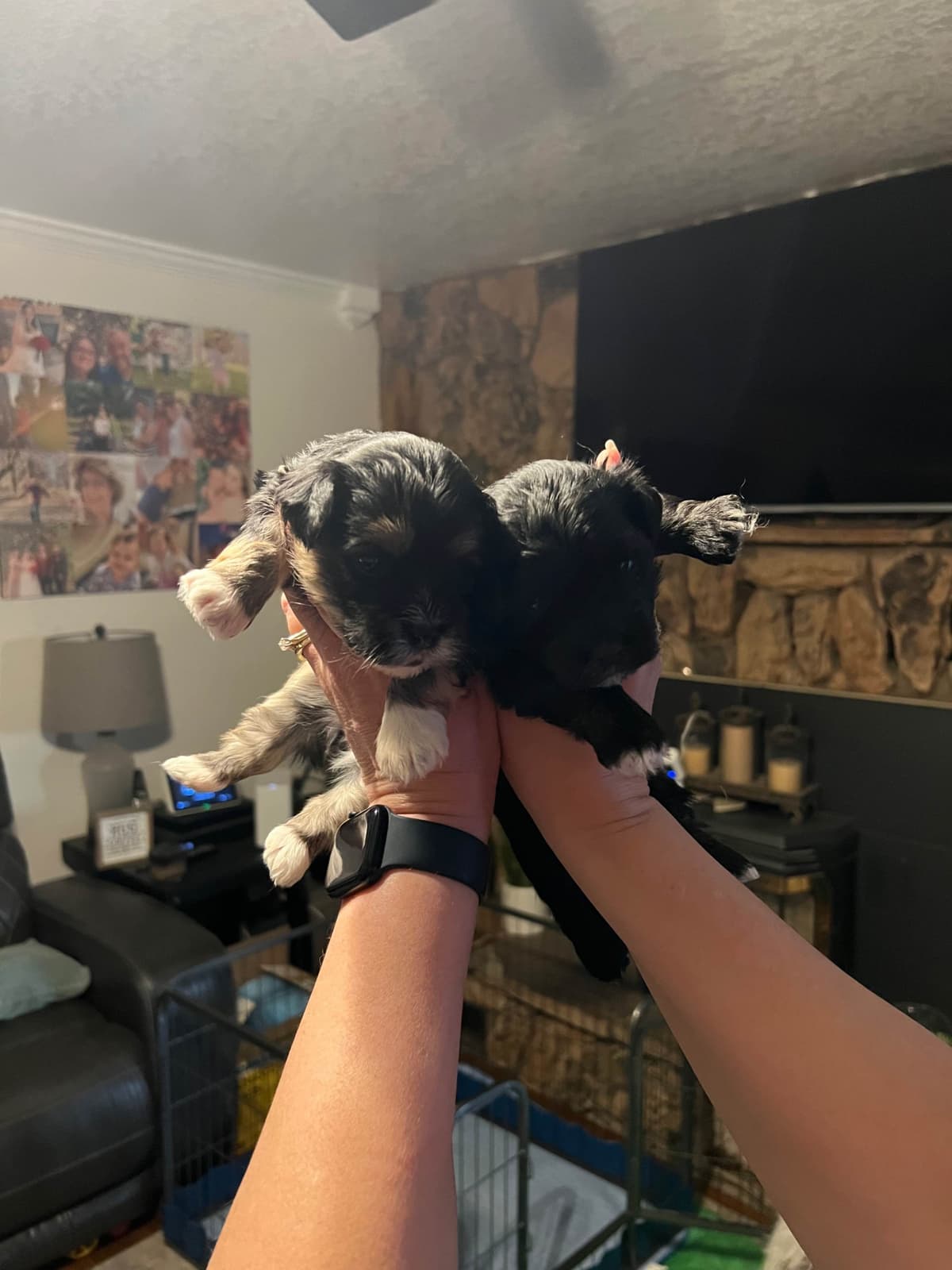 Havanese Puppies breeder image 13