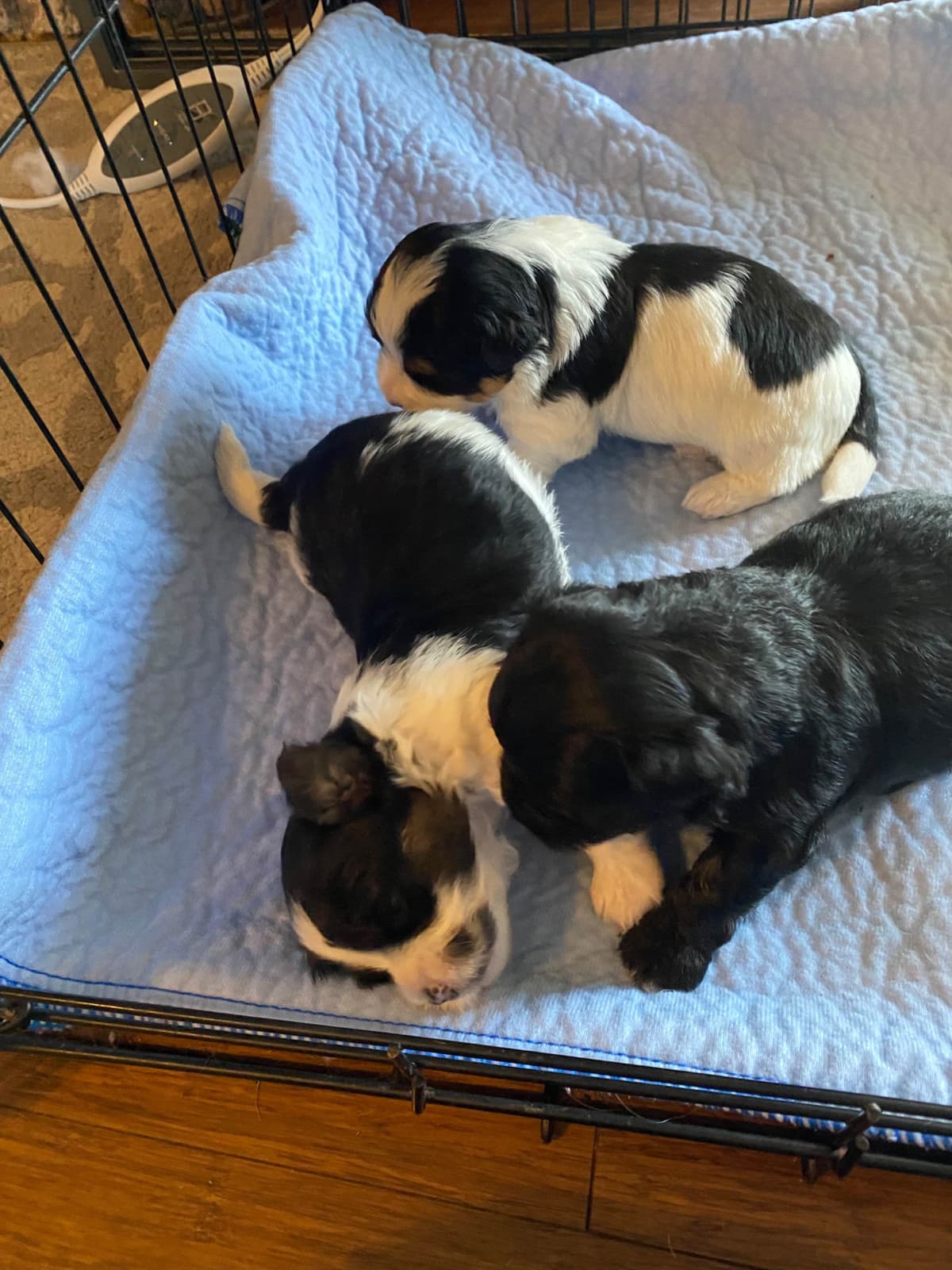 Havanese Puppies breeder image 14