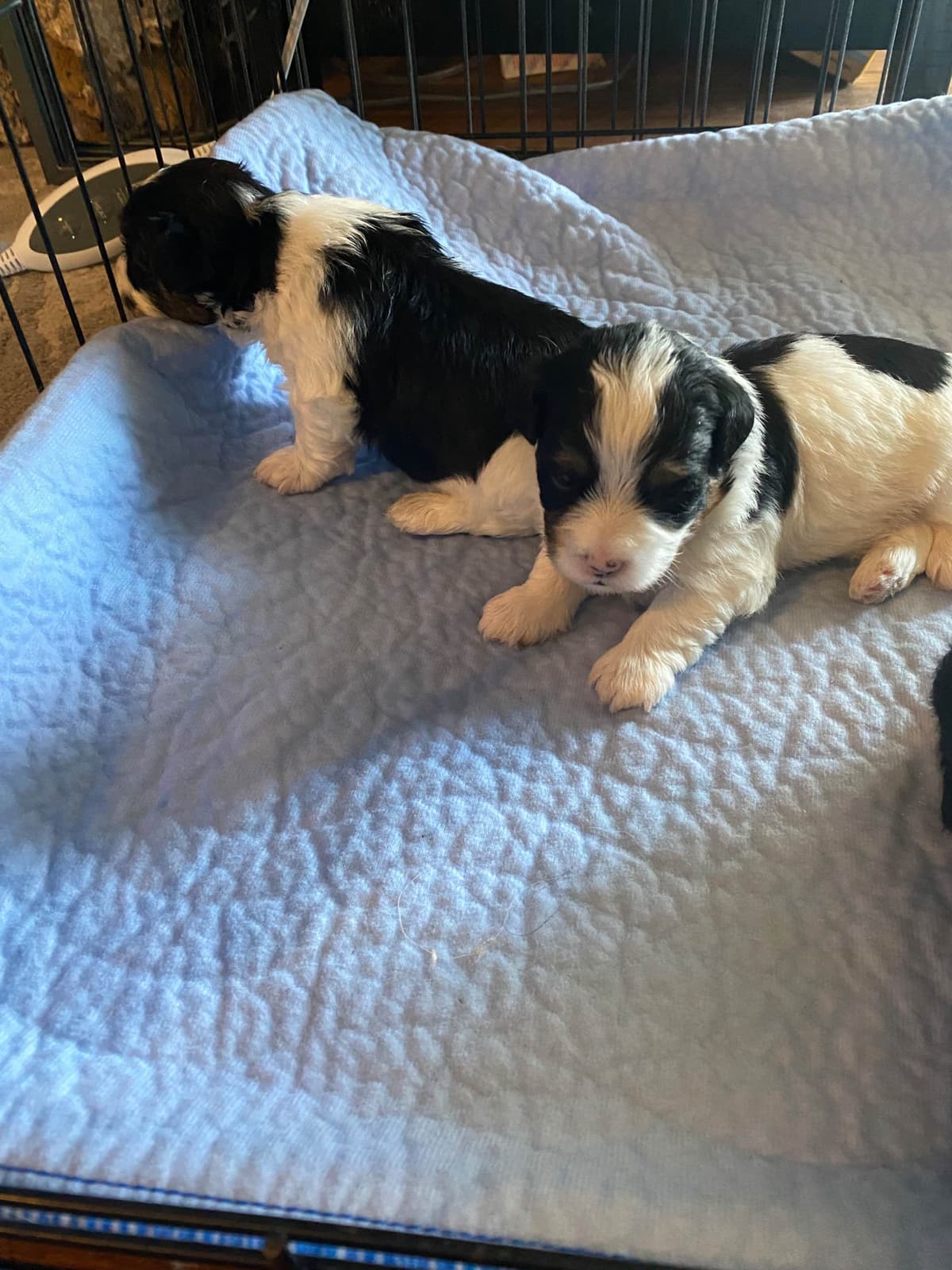 Havanese Puppies breeder image 15