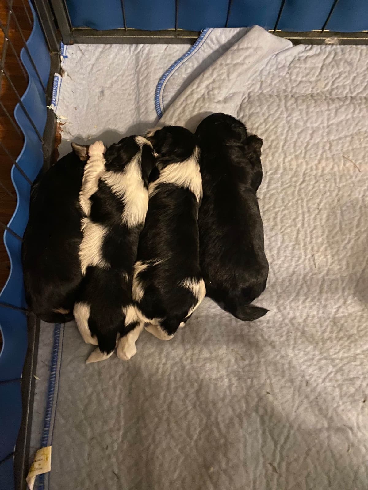 Havanese Puppies breeder image 16