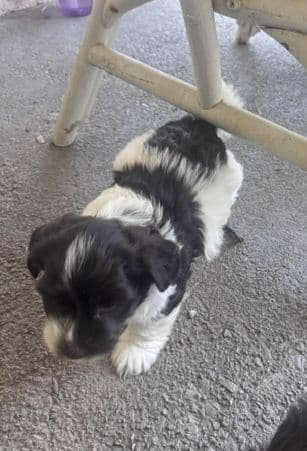 Havanese Puppies media 3