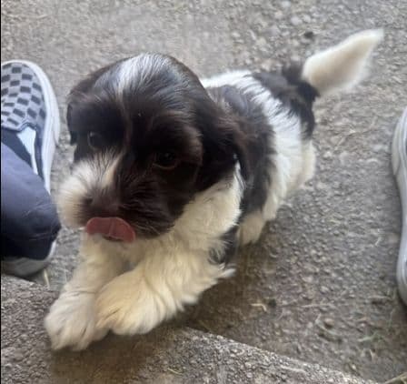 Havanese Puppies media 2