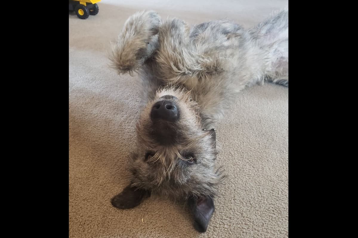 Irish Wolfhound Puppies breeder image 2
