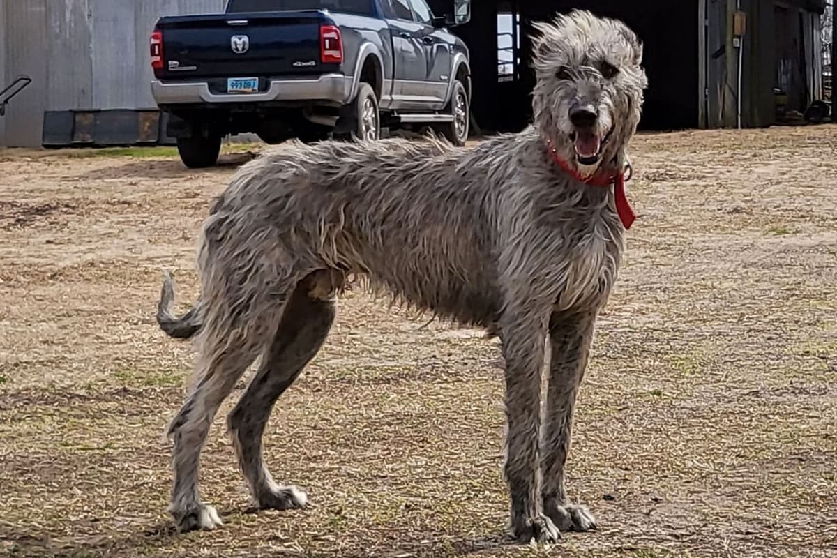 Irish Wolfhound Puppies breeder image 1