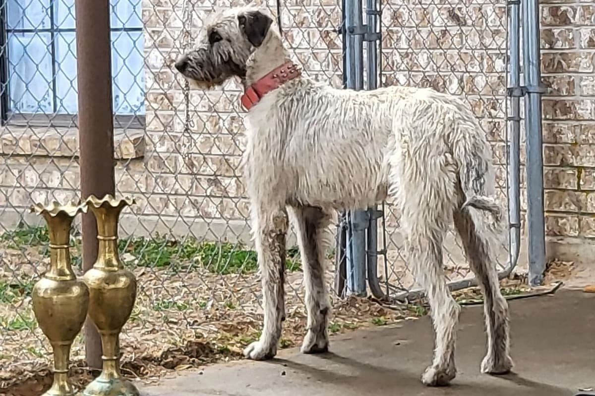 Irish Wolfhound Puppies breeder image 3