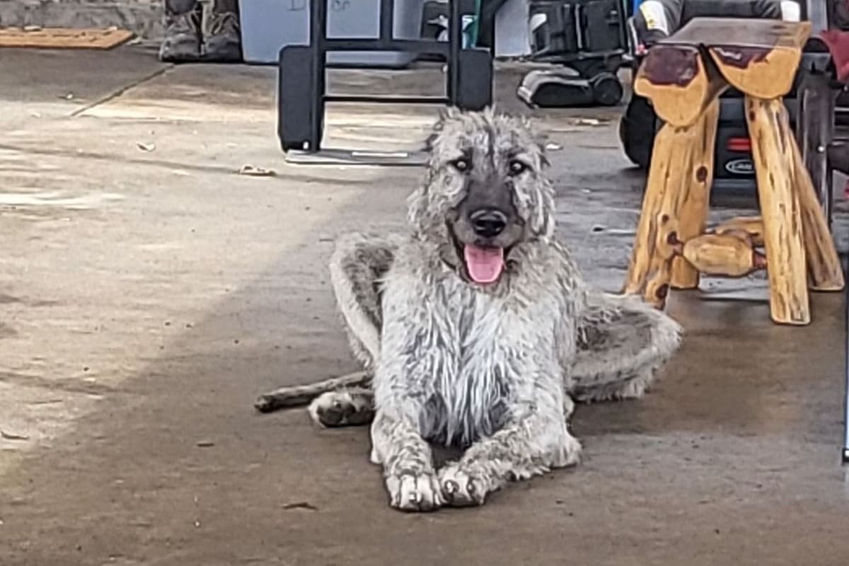 Irish Wolfhound Puppies breeder image 4