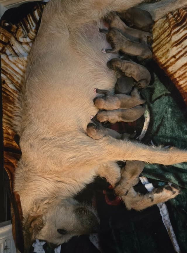 Irish Wolfhound Puppies media 2