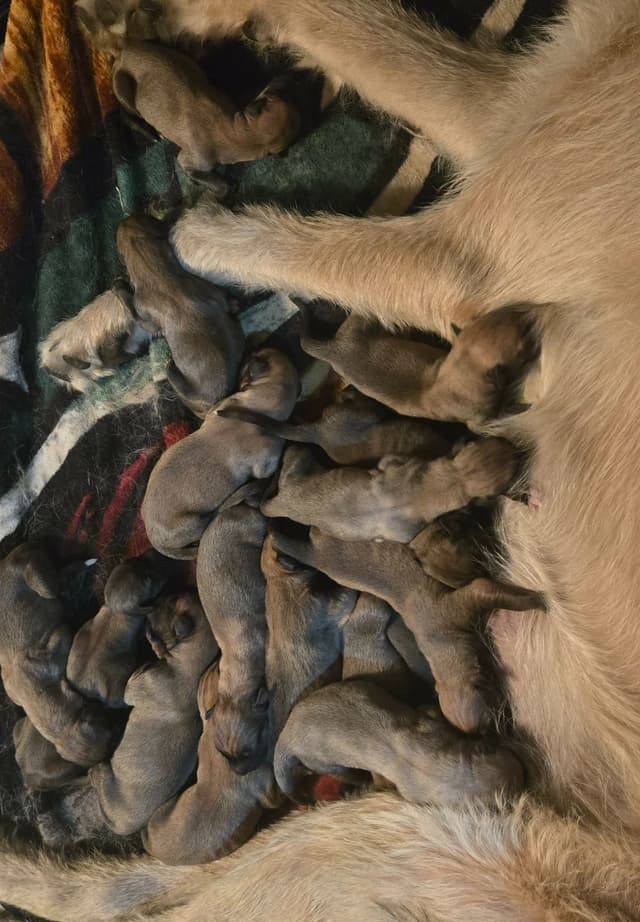 Irish Wolfhound Puppies media 3