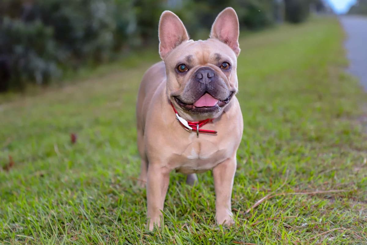 French Bulldog Puppies breeder image 1