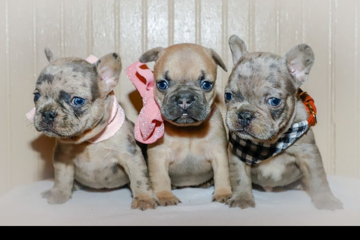 French Bulldog Puppies breeder image 3