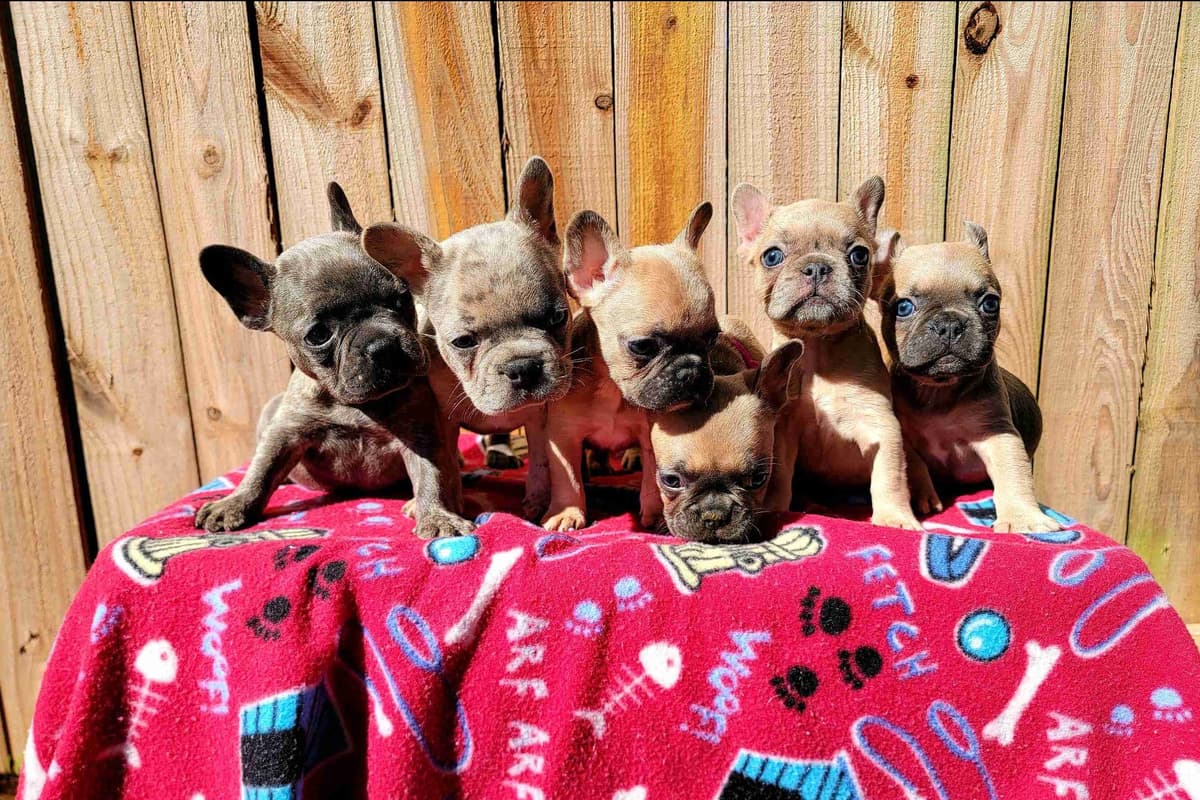 French Bulldog Puppies breeder image 4