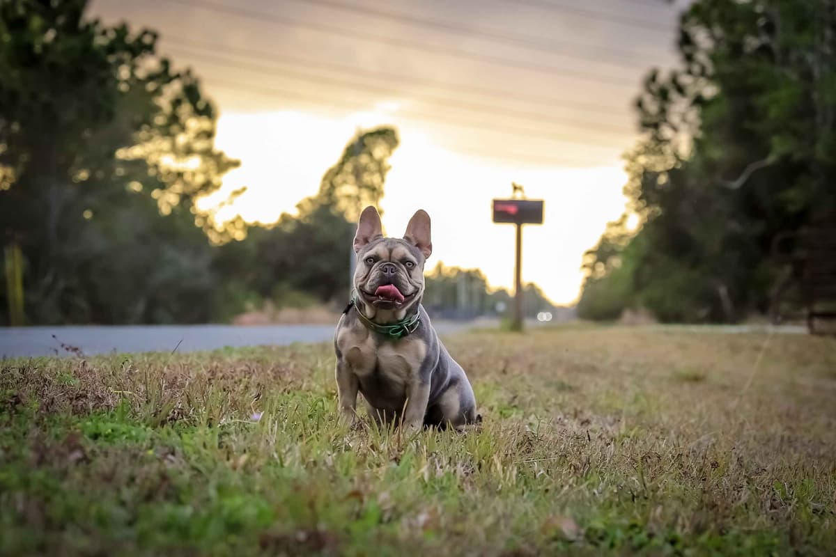 French Bulldog Puppies breeder image 5
