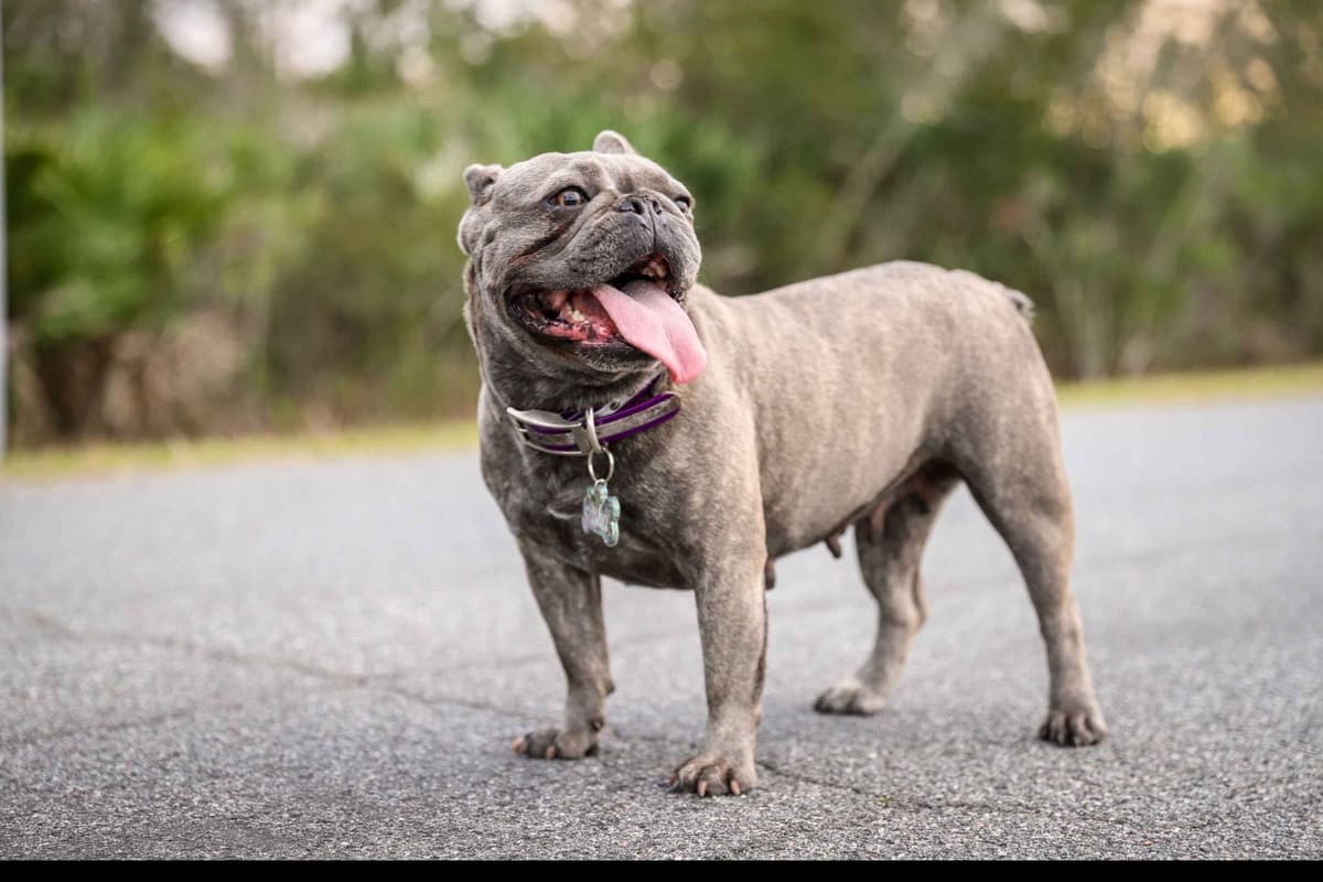French Bulldog Puppies breeder image 7