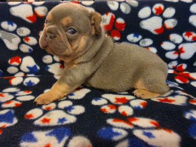French Bulldog Puppies media 2