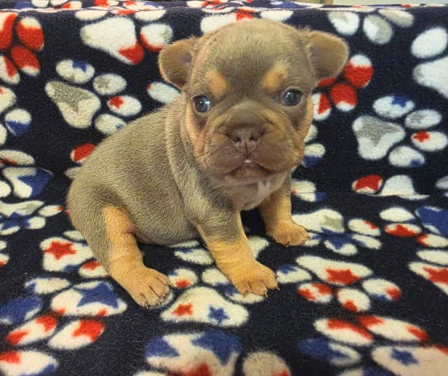 French Bulldog Puppies media 3