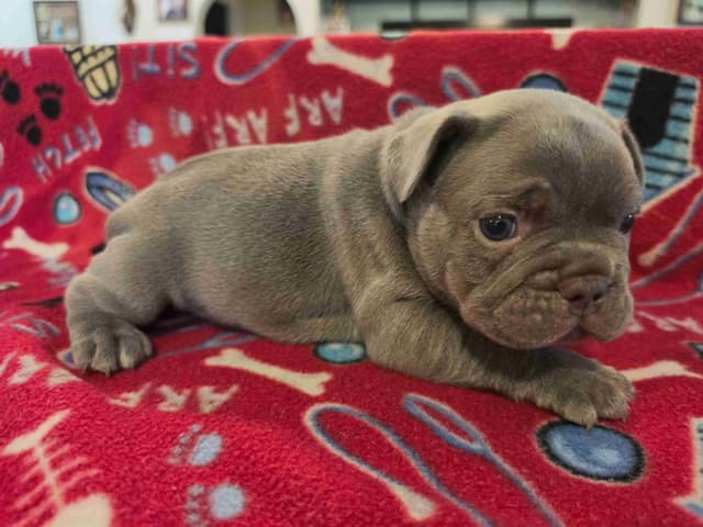 French Bulldog Puppies media 3