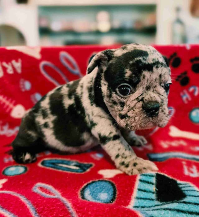 French Bulldog Puppies media 5