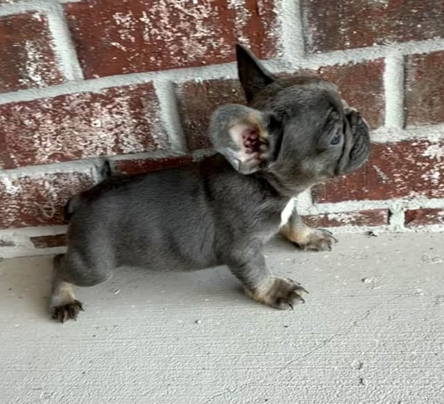 Adorable AKC French Bulldog Puppies media 4