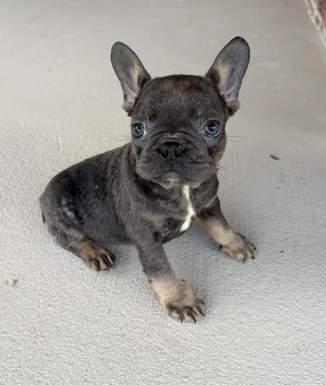 Adorable AKC French Bulldog Puppies media 5
