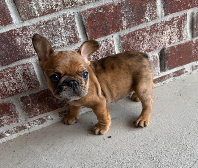 Adorable AKC French Bulldog Puppies media 6