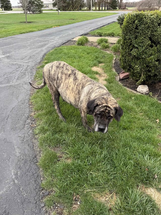 Mastiff Puppies in Indiana-two litters available media 2