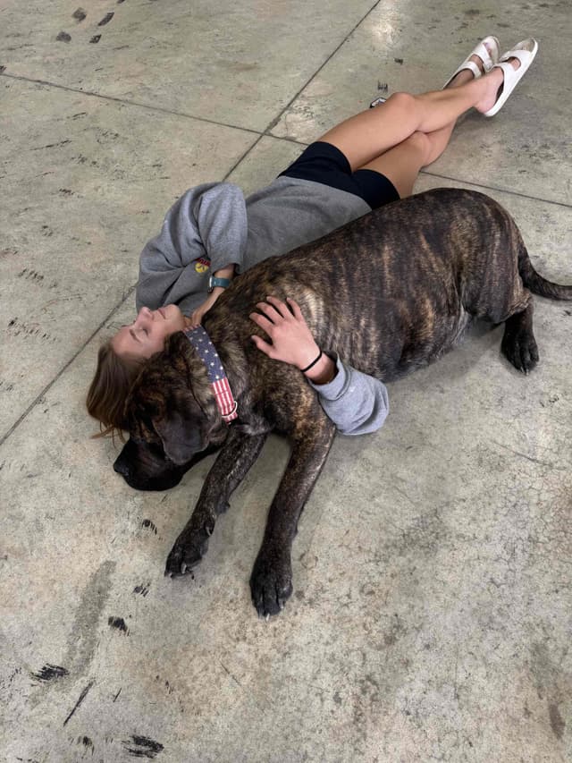 Female AKC English Mastiff Puppy media 2