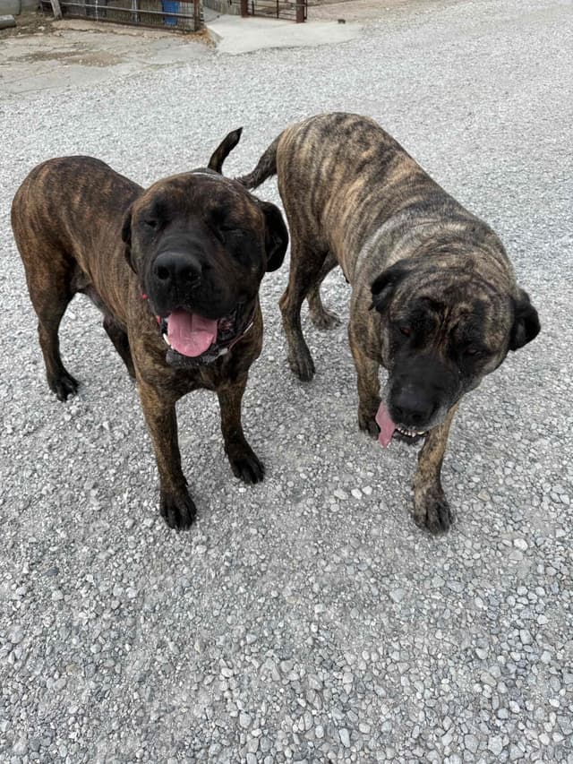 Female AKC English Mastiff Puppy media 4