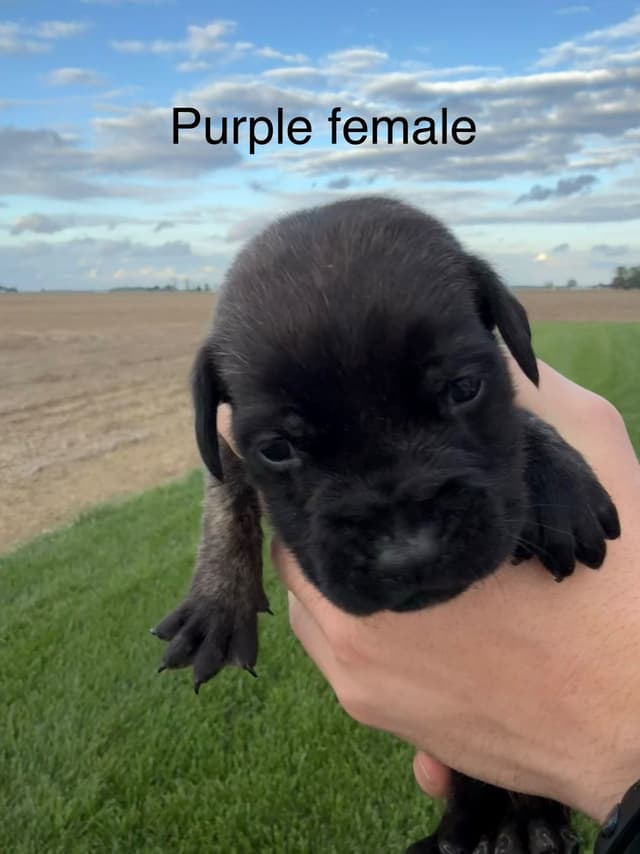 Mastiff Puppies in Indiana-two litters available media 4