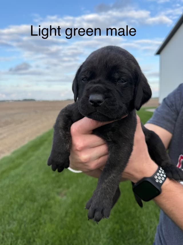 Mastiff Puppies in Indiana-two litters available media 7