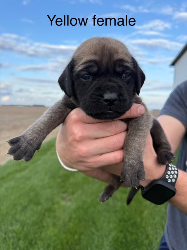 Mastiff Puppies in Indiana-two litters available media 9