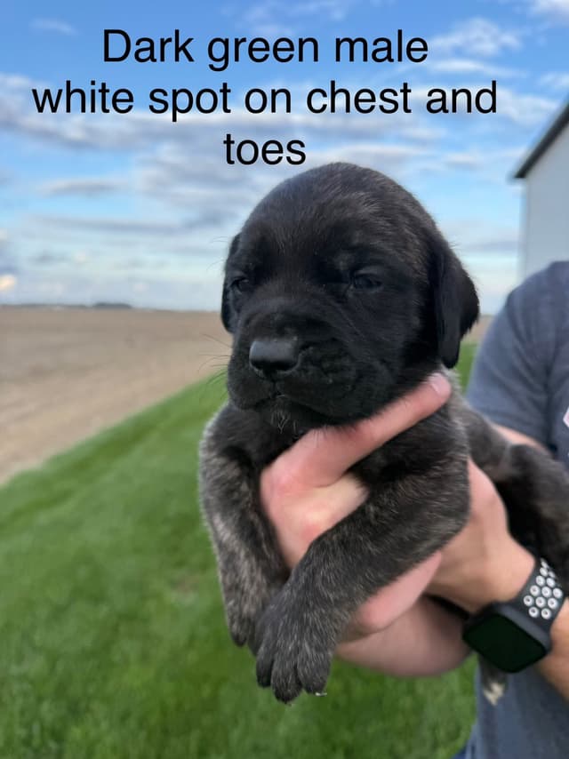 Mastiff Puppies in Indiana-two litters available media 10