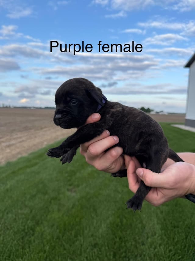 Mastiff Puppies in Indiana-two litters available media 11