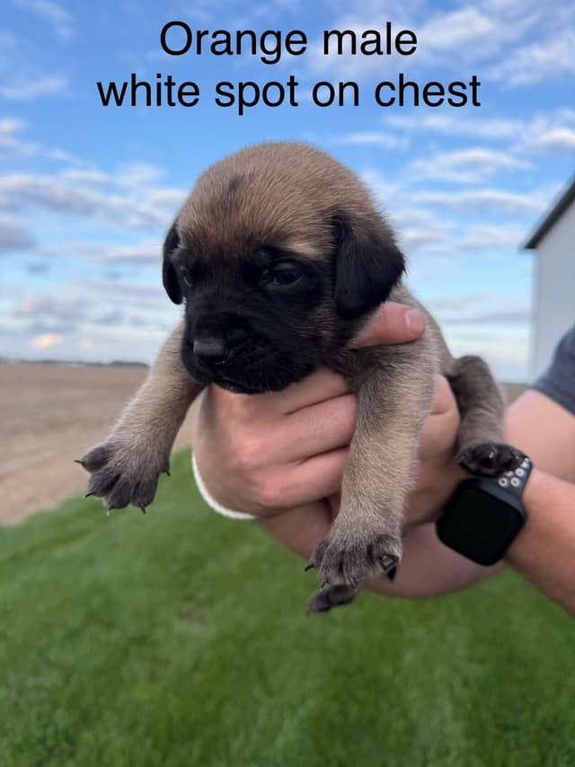 Mastiff Puppies in Indiana-two litters available media 12