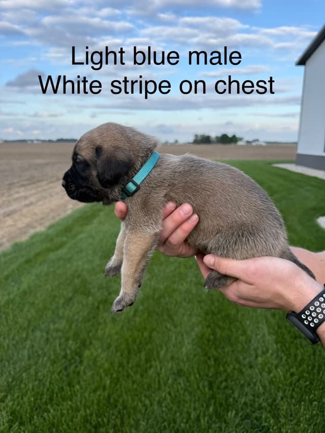 Mastiff Puppies in Indiana-two litters available media 13