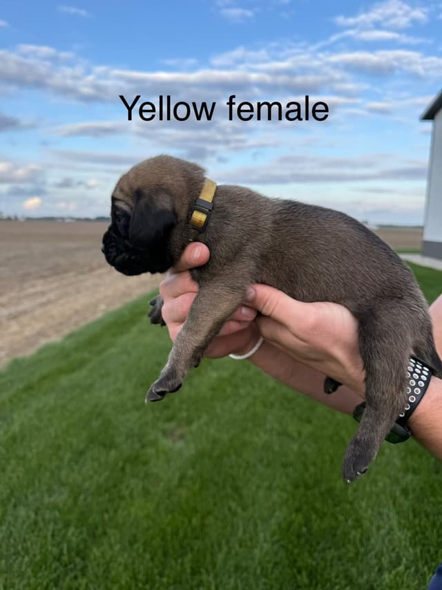 Mastiff Puppies in Indiana-two litters available media 14