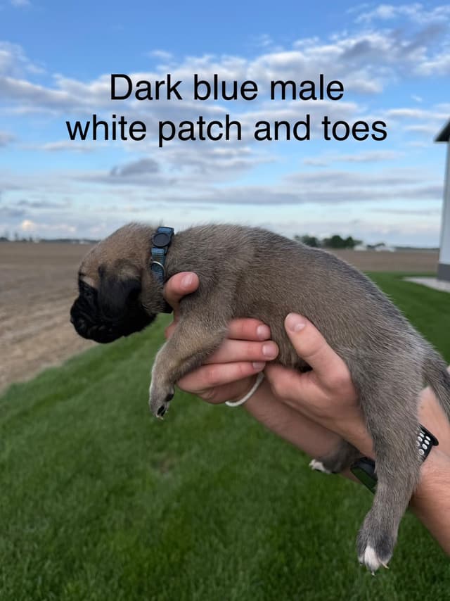 Mastiff Puppies in Indiana-two litters available media 15
