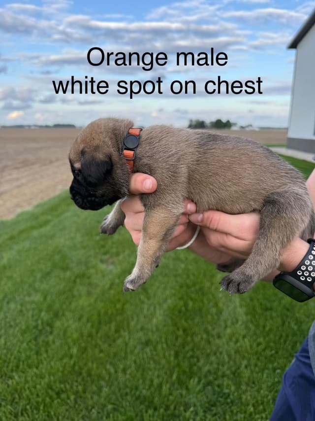 Mastiff Puppies in Indiana-two litters available media 16