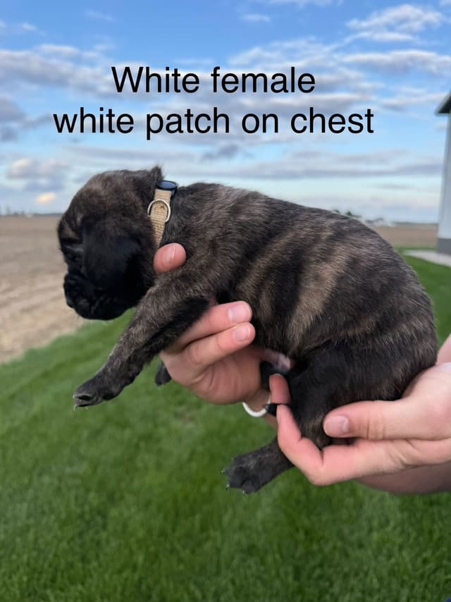 Mastiff Puppies in Indiana-two litters available media 17