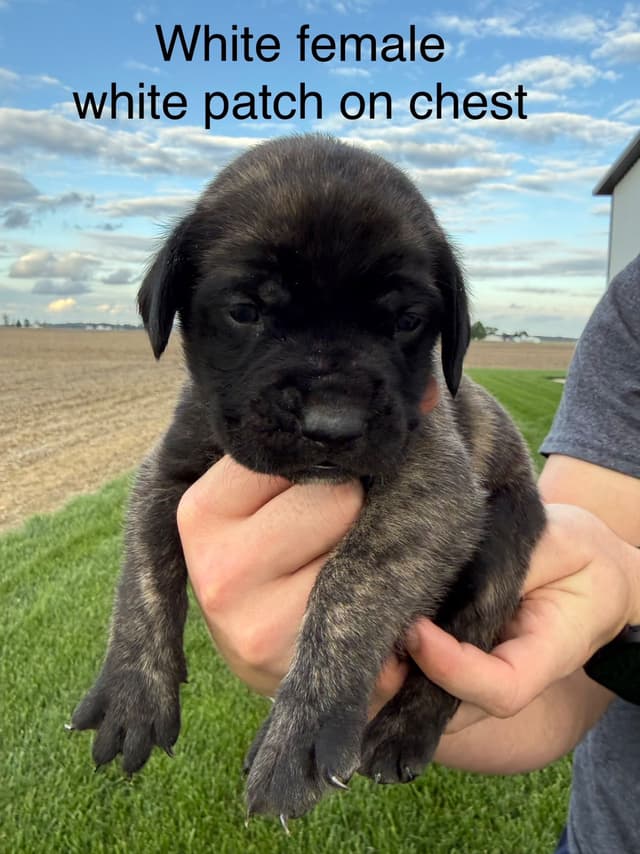 Mastiff Puppies in Indiana-two litters available media 18