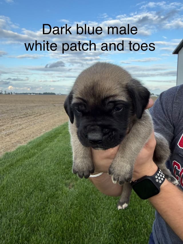 Mastiff Puppies in Indiana-two litters available media 19
