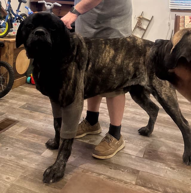 Mastiff Puppies in Indiana-two litters available media 21
