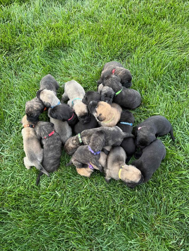 Mastiff Puppies in Indiana-two litters available media 22