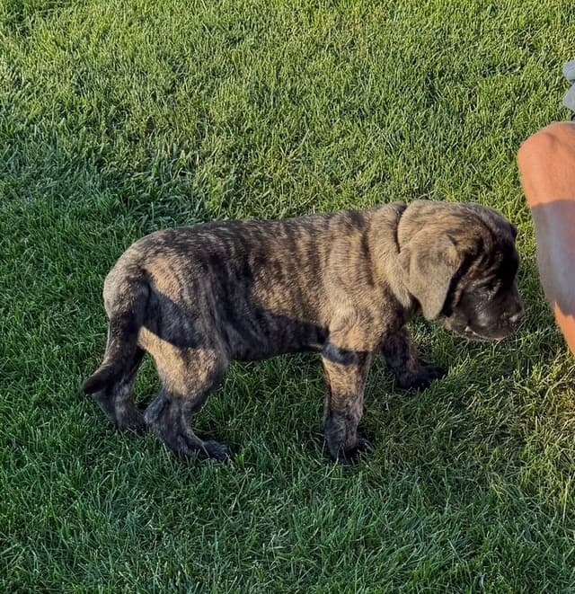 Female AKC English Mastiff Puppy media 5
