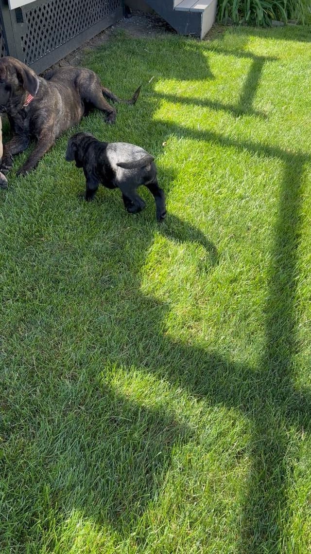 Female AKC English Mastiff Puppy media 7