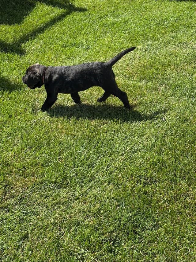 Female AKC English Mastiff Puppy media 8
