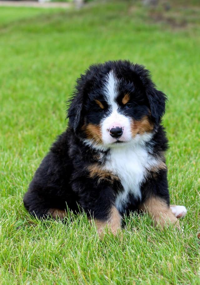 Bernese Mountain Dog Puppies, European Bloodlines media 2