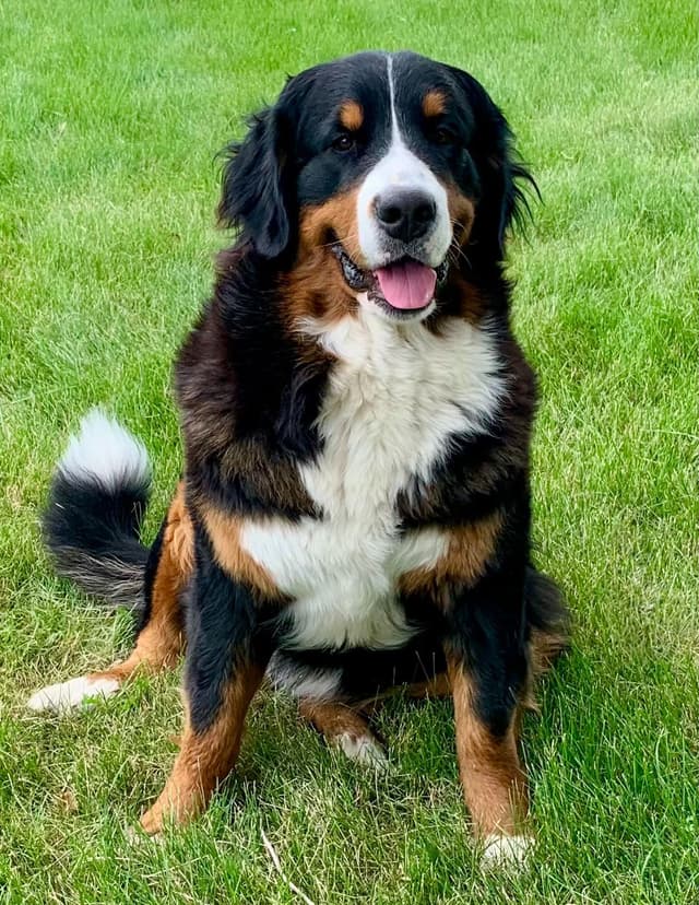 Bernese Mountain Dog Puppies, European Bloodlines media 3