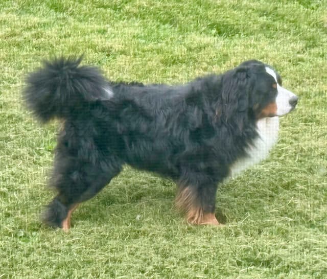 Bernese Mountain Dog Puppies, European Bloodlines media 4
