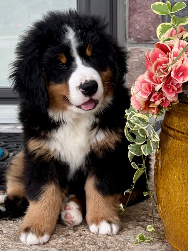 Bernese Mountain Dog Puppies, European Bloodlines media 5