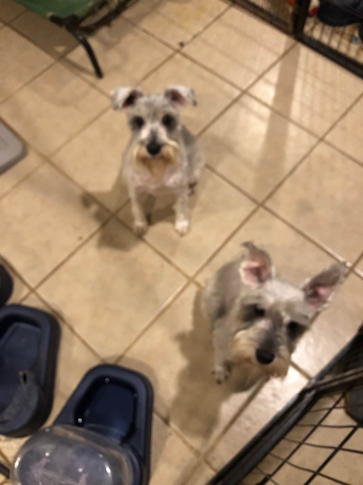 Yorkshire Terrier Puppies breeder image 3